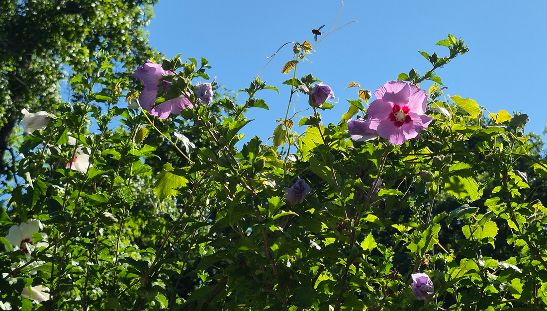 Expert Entomologist