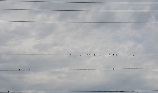 Wirebirds